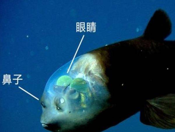 三,桶眼鱼如果你进入深海去寻找那些海洋怪胎,那么请相信我.