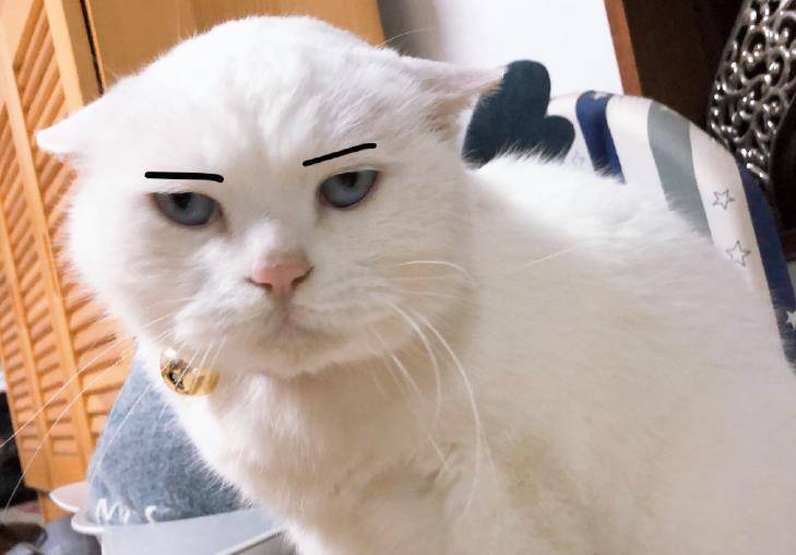 主人掏了一下猫咪的耳朵 ,耳朵写满了委屈样!_情绪
