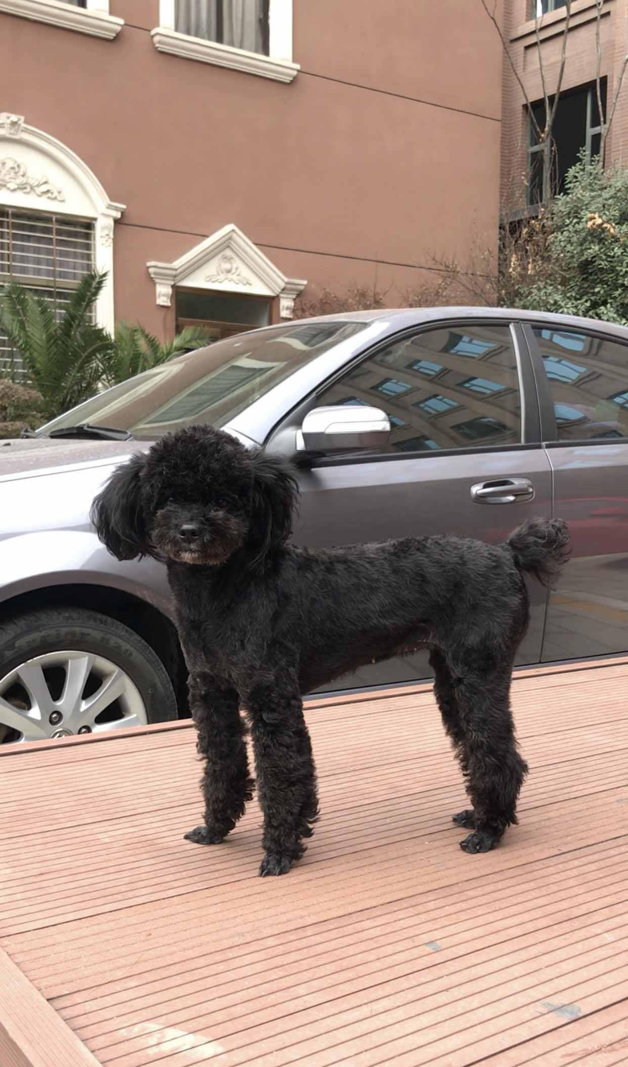 原创漂亮的泰迪犬备受宠爱看它站在车的旁边谁比较高贵呢