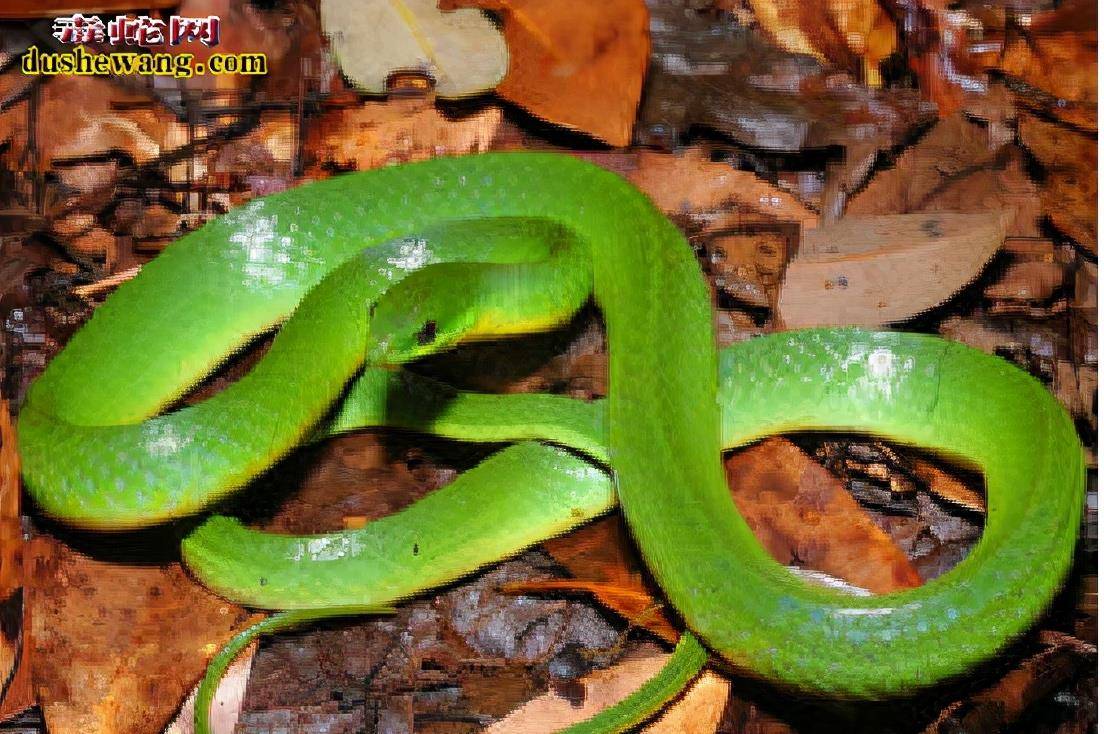 纯绿翠青蛇属翠青蛇属,是一种集美丽,温柔,善良等为一身的无毒蛇.