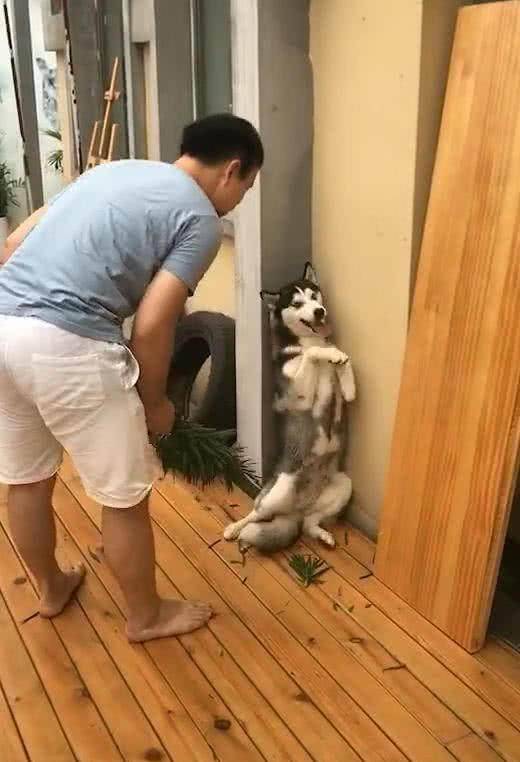 哈士奇站墙角认错,男主想好好教育下,二哈却在边上装傻卖萌