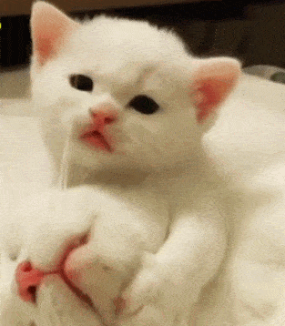 猫咪生了一窝小奶猫,每次喂奶都被淹没,眼神惊恐:都是