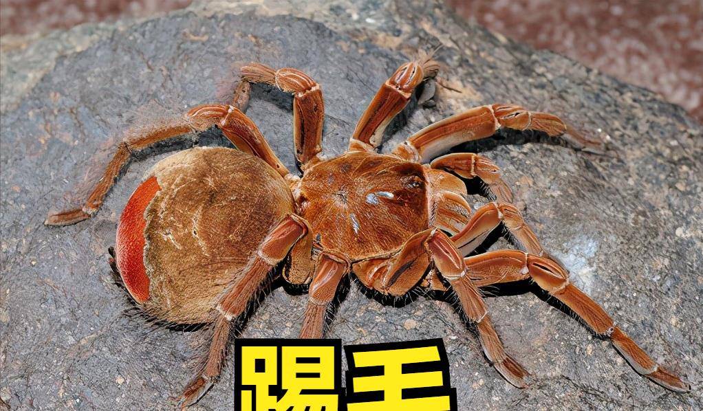 科普:世界上最大的蜘蛛