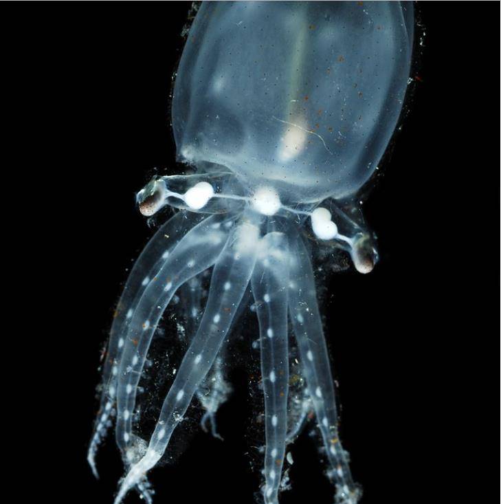 奇猎|15多种透明生物,看起来象外星生物,还有透明的蜗牛