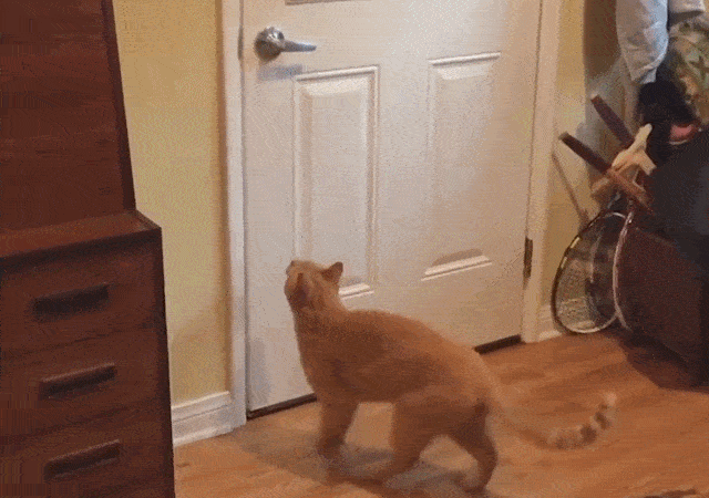 原创门外狗狗喊橘猫去玩 橘猫急得自己开门 铲屎官已懵圈