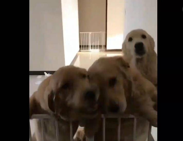 三只金毛被关着,猛叫主人带出去散步,主人不带三只金毛拆家