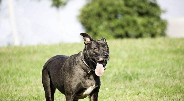 什么狗能打过比特犬,比比特犬还厉害的狗