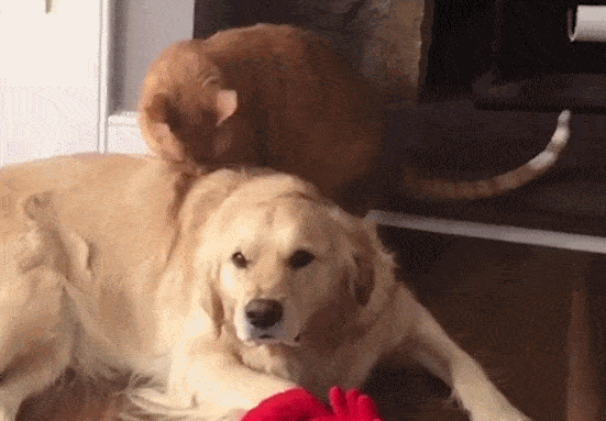 金毛犬反感橘猫的亲密行为 喵星人:友谊小船已翻!