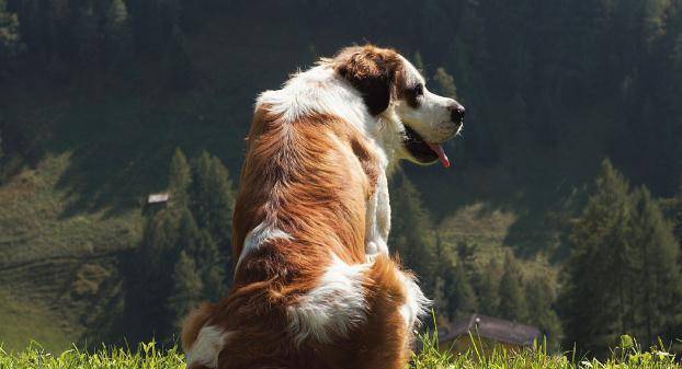 原创圣伯纳犬如何选购,请记住以下几点