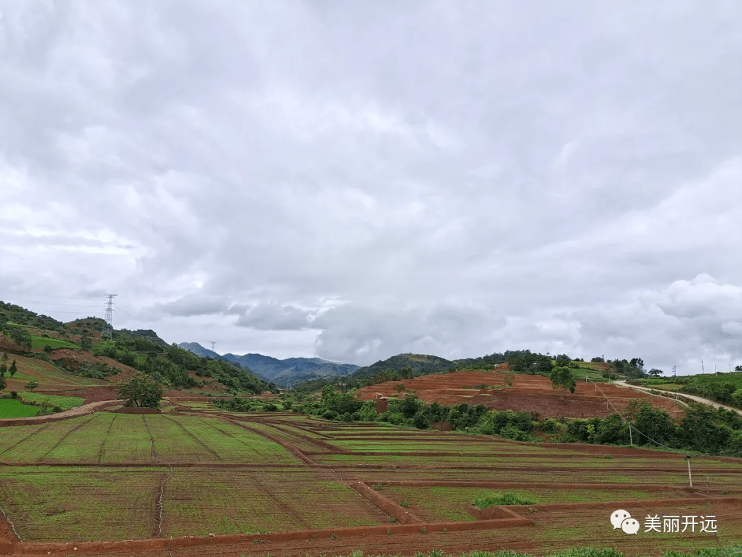 映入眼帘一块块矩形土地走进羊街乡宗舍村委会开远乡村生机盎然七月初