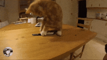猫咪爬桌被德牧看到,结果它摊上事了,狗子真是操碎了心