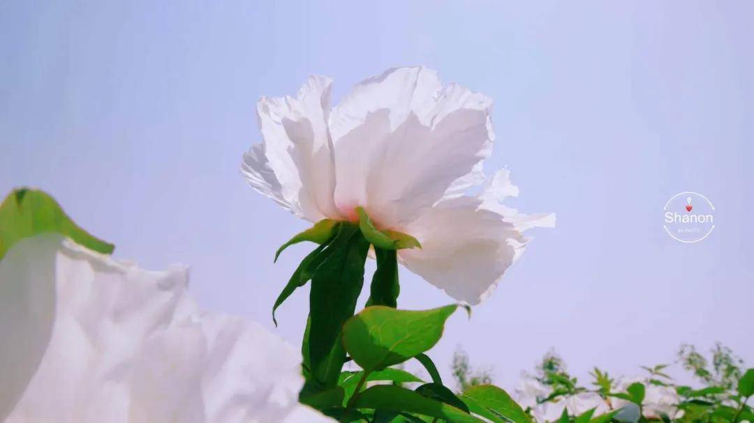 凤丹牡丹