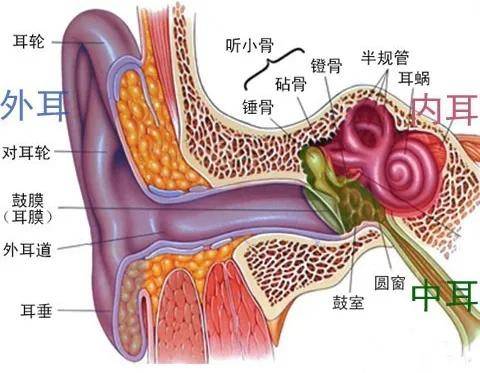 我们的外耳是由外耳道和耳廓组成,外耳道终止于鼓膜.