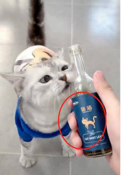 主人买了一瓶"猫酒",猫咪看到后疯狂了:这是什么?也太