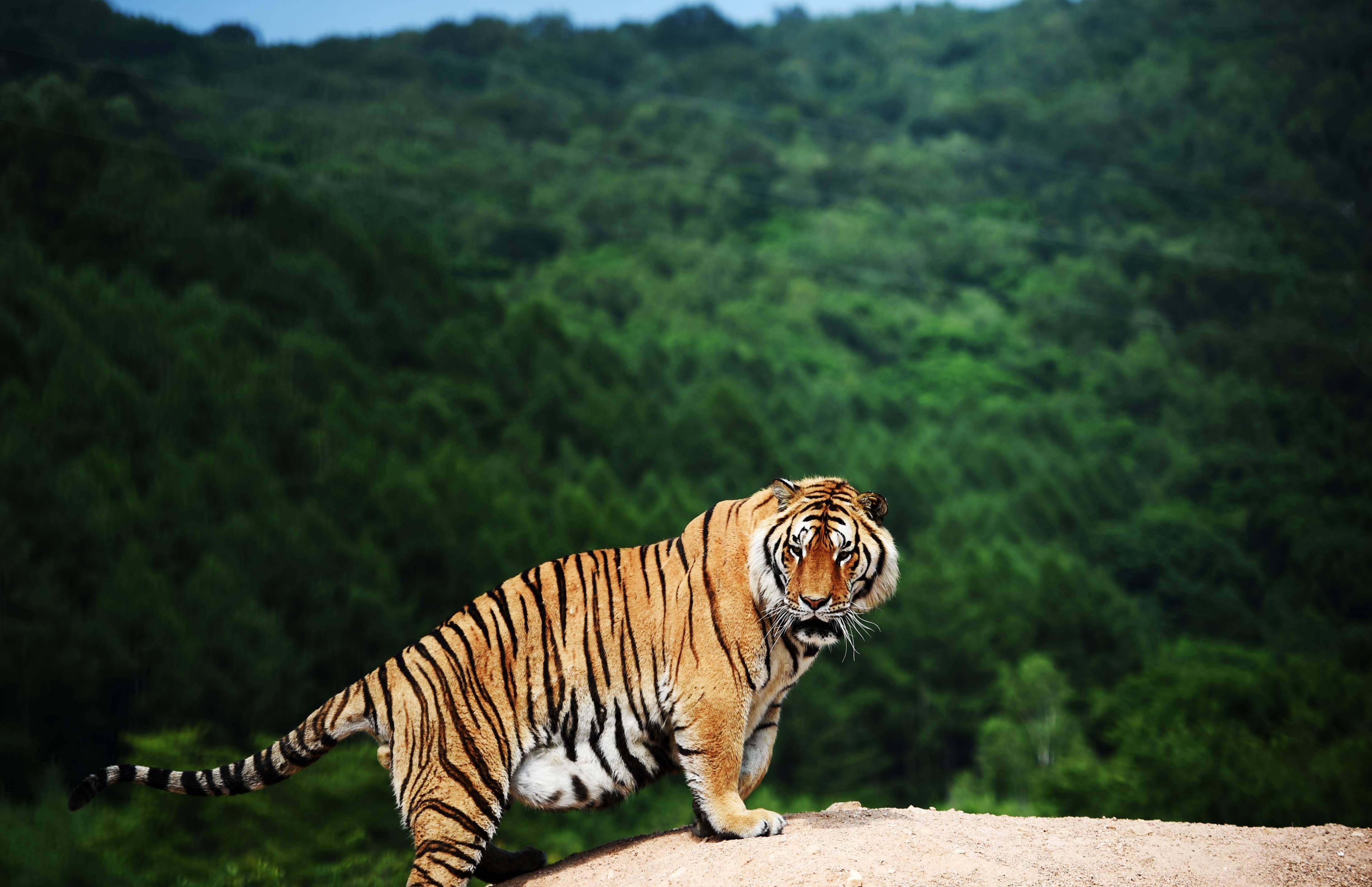 原创一拳打碎防爆玻璃的大猩猩,如果遇上东北虎,胜算有多大?