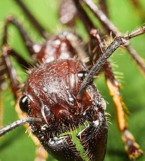 世界上咬人最疼的3种蚂蚁