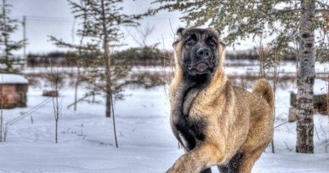 原创世界獒犬榜单,中国2獒犬入围,藏獒没落后,它将撑起獒犬大旗