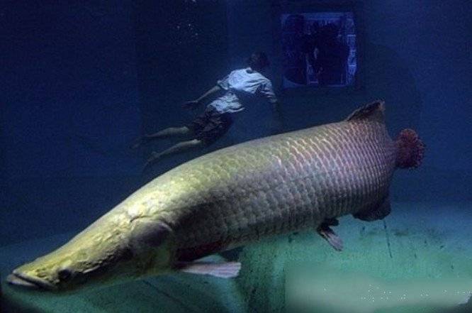 没人知道现在世界上还有多少这样巨型的黄貂鱼,科学家对它们喜欢的