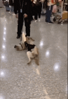 警犬上班时间
