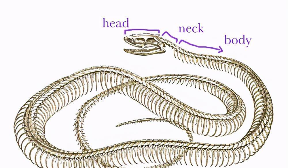 原创蛇都有脖子为什么同为脊椎动物的鱼没有脖子有脖子就不叫鱼了