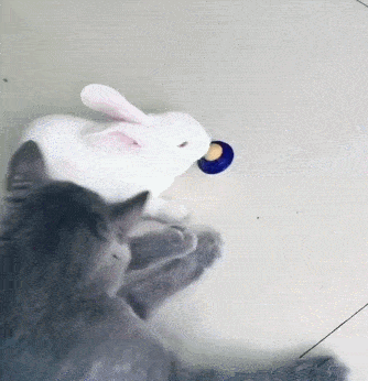 兔子吃猫糖,猫咪一招锁喉对着它又踢又咬:小兔崽子,欠