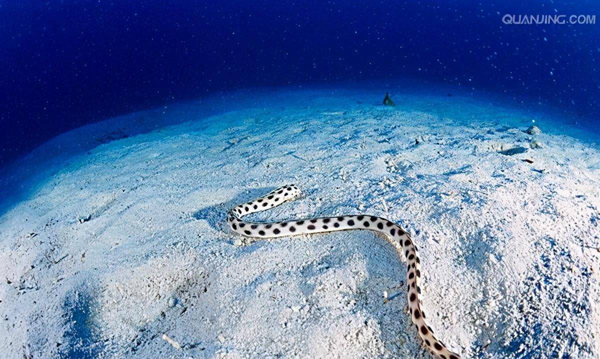 原创为什么最毒的蛇都在海里叫海蛇