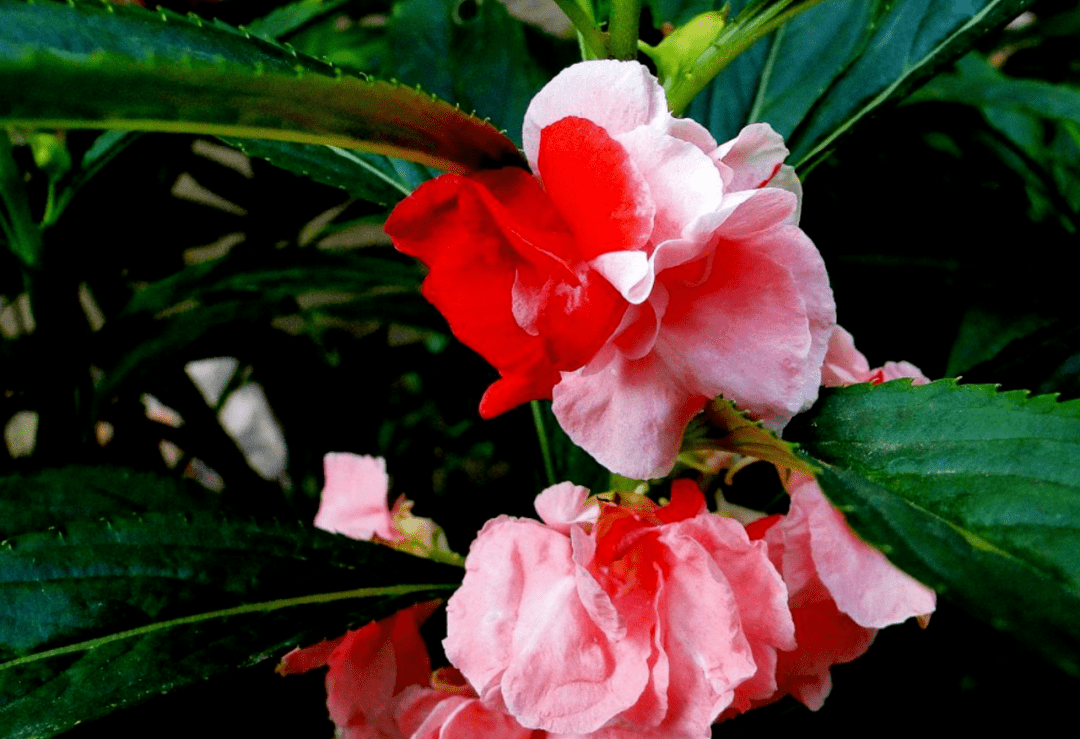 「诗词鉴赏」小暑时节,凤仙花开,你知道关于凤仙花的诗词吗?