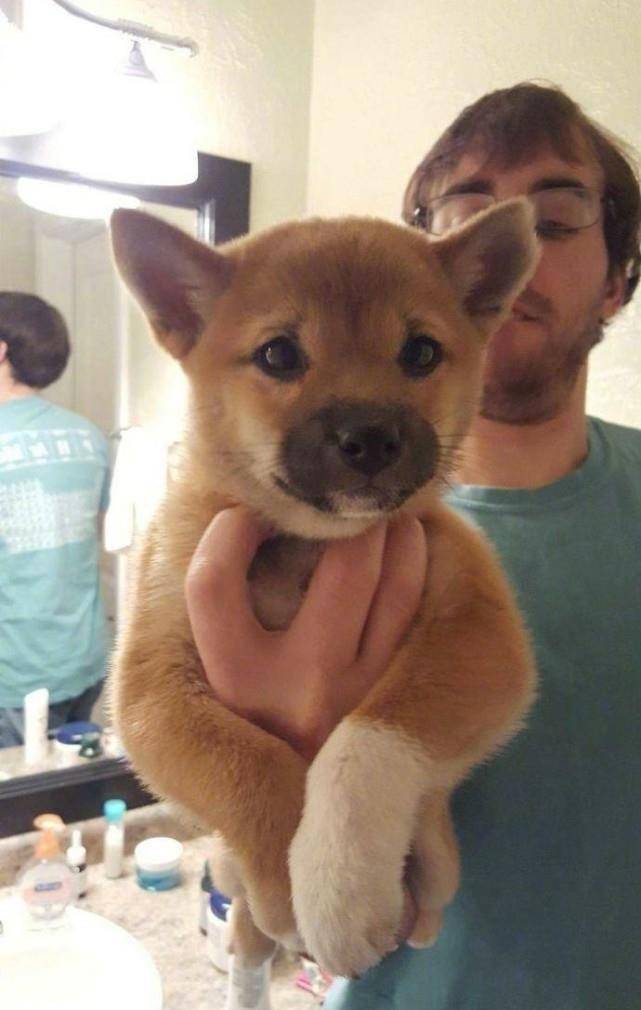 原创微笑柴犬成团宠,每天卖萌搞怪哄主人开心,墙都不扶就服小柴
