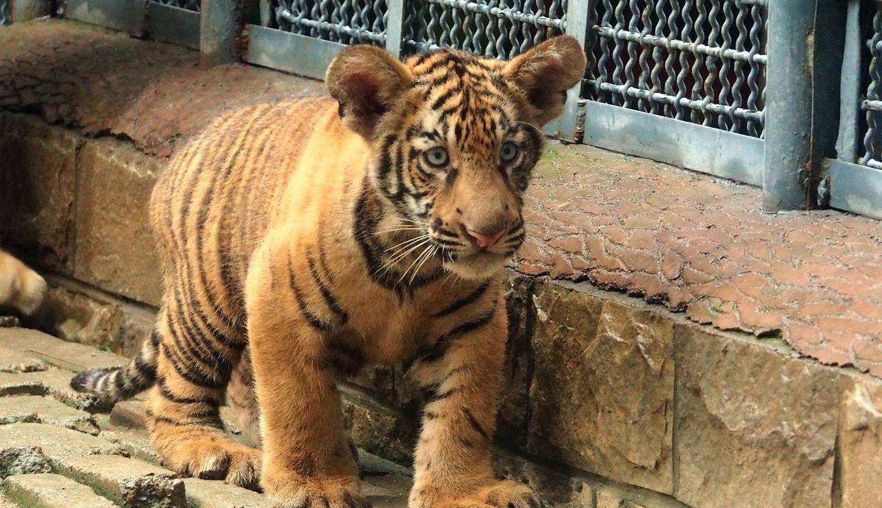 在猛兽馆饲养员的精心饲养下,小老虎们健康活泼,煞是可爱.