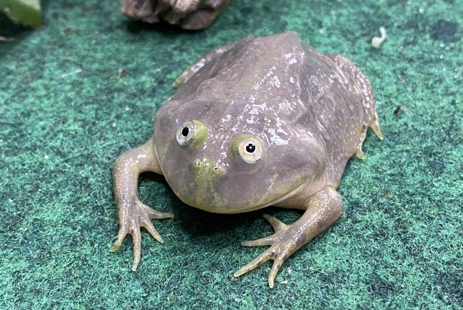 这三种小丑蛙的野生物种分布范围都比较狭窄,仅分布于阿根廷和巴拉圭