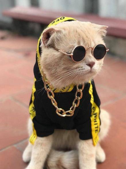 穿衣服的猫街头招摇过市,主人发现创造了财富,帮助买