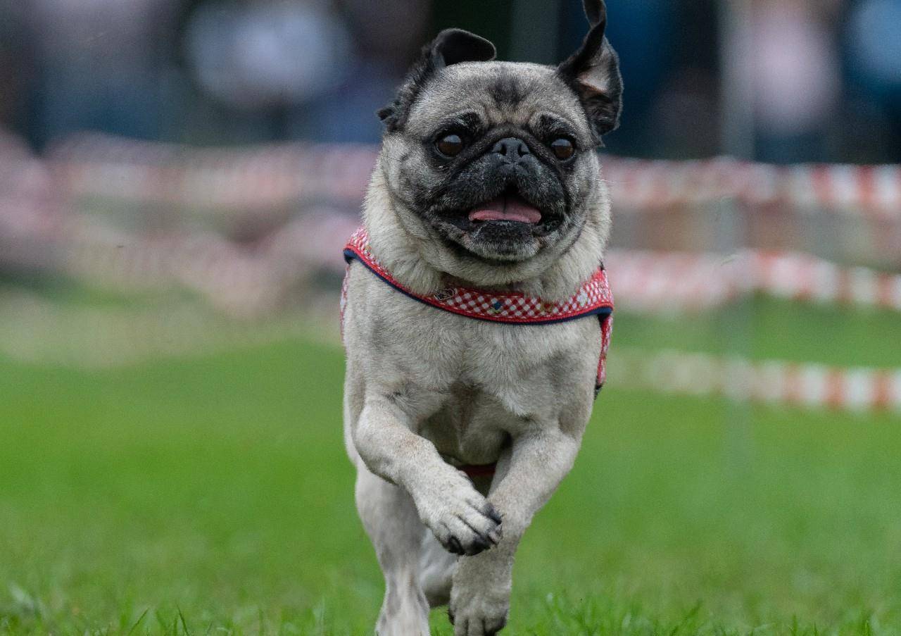 哈巴狗和斗牛犬赛跑比赛 汪星人憨态可掬太耍宝!