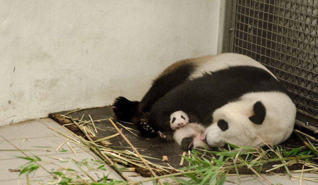 原创大熊猫宝宝在国外的现状