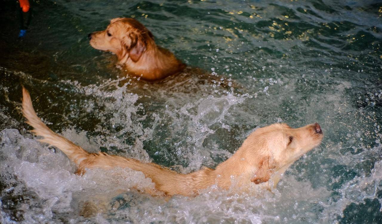 十来只宠物犬正在泳池里欢快的游泳戏水,小狗狗们享受着夏日的清凉