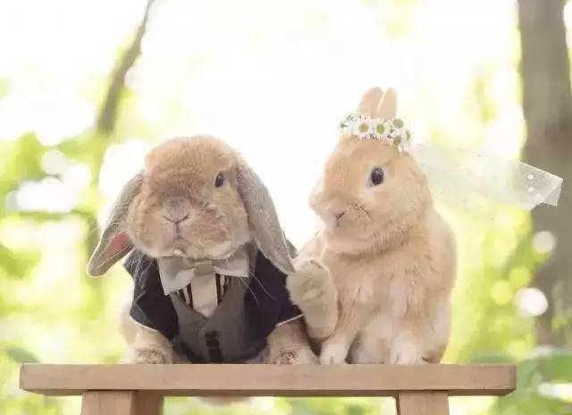 全球最萌的那只兔子终于找到女朋友了