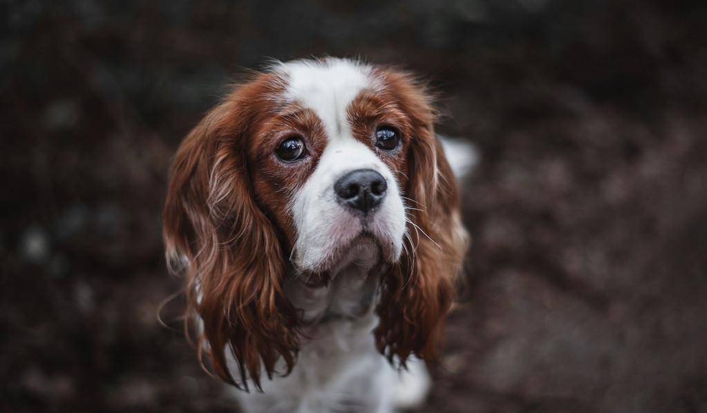 原创以前日本的贵族犬超像北京犬的日本狆究竟是什么来历