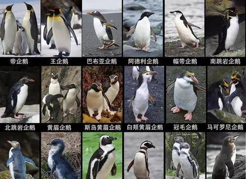 为什么北极没企鹅当年放养北极的69只企鹅现在怎么样了