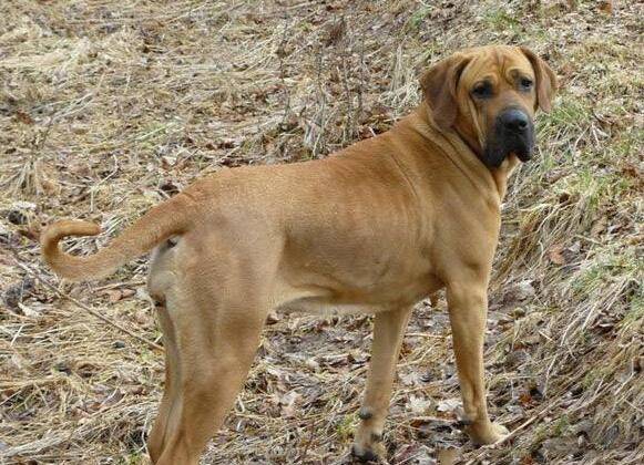 原创世界十大猛犬排名