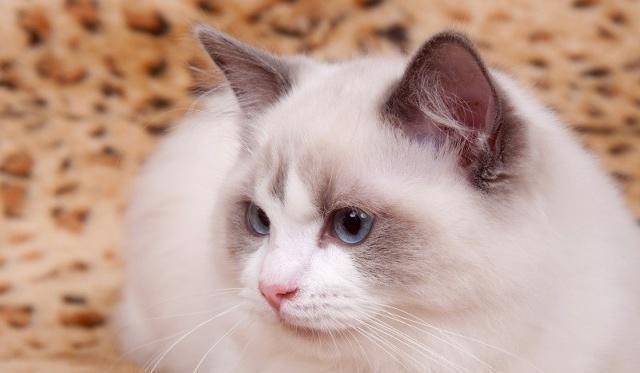 原创谁说养猫没烦恼的,你快出来,保证不打你