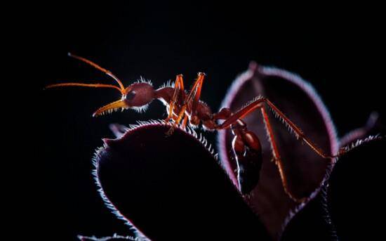 世界上最大的蚂蚁,公牛蚁长达3.7厘米(蚁界巨无霸)