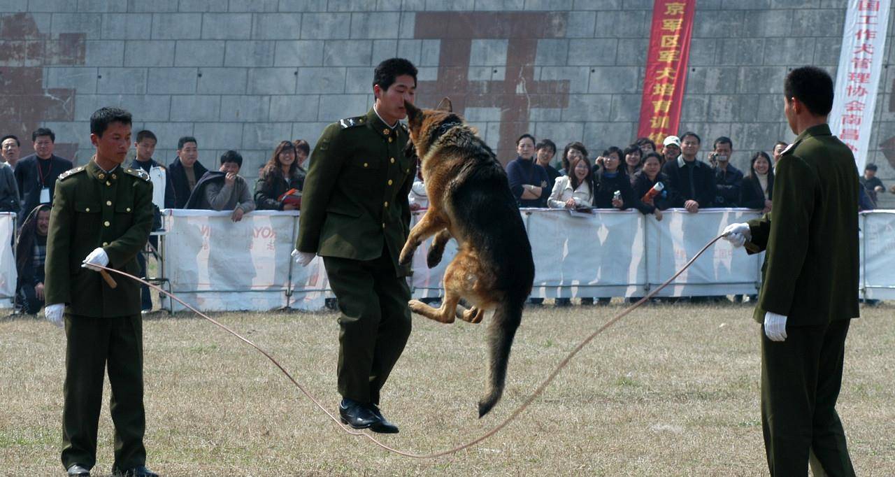 中国军犬没得到世界公认?没关系,早已名扬世界军警界