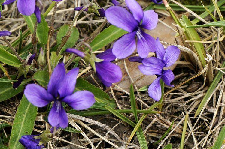 原创荒地里的"小紫花",谁说是杂草我跟谁急,当盆栽多好!