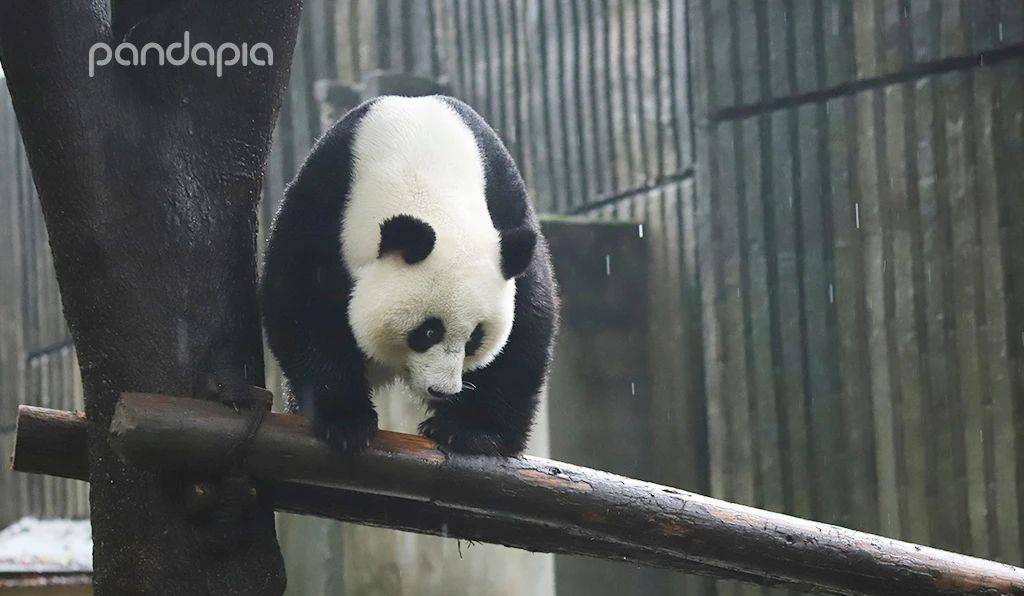 暴雨预警中的滚滚们,如何潇洒应对?_大熊猫