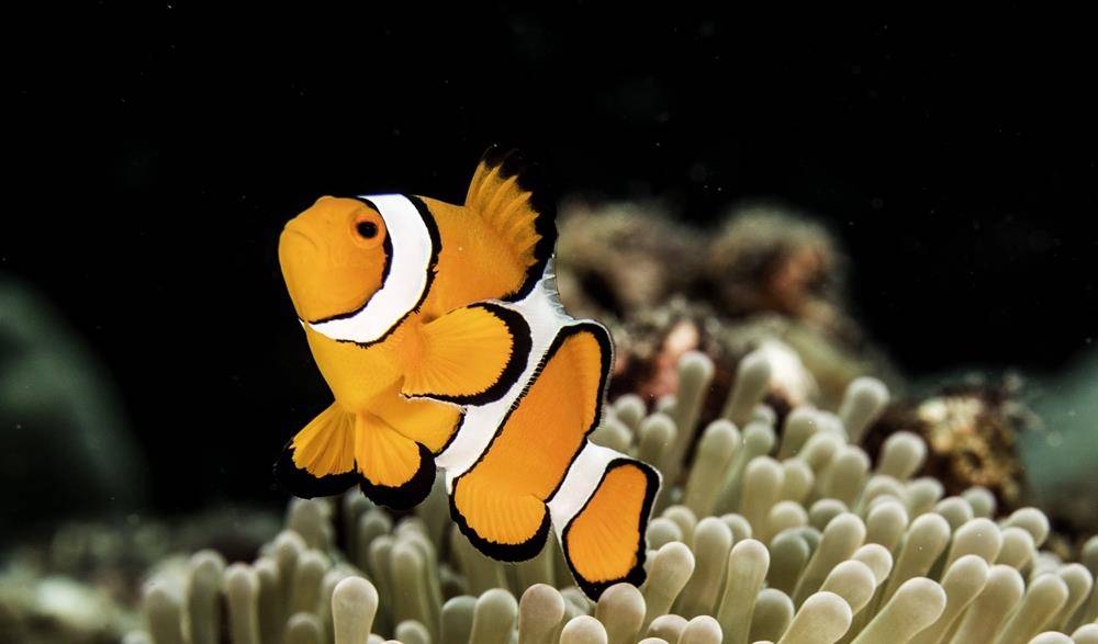 原创小丑鱼,分享这些很有喜感的海底小鱼