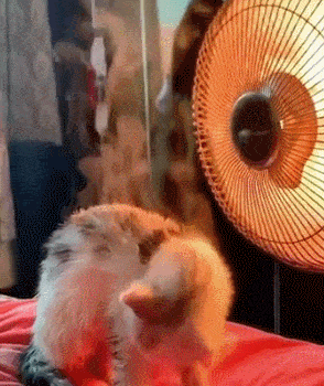 女子打开取暖器,随后竟发现冒烟了,正要灭火却发现是个乌龙