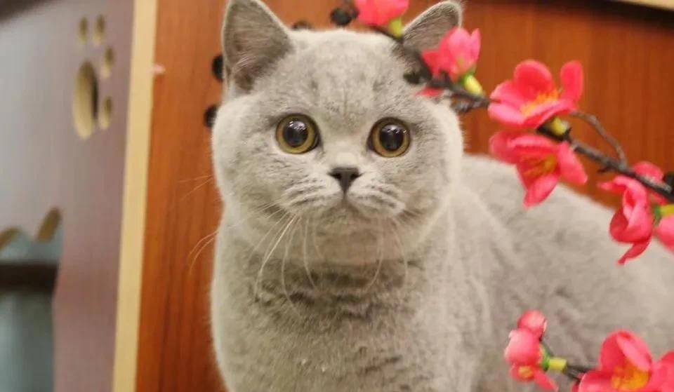 原创一分钟了解赛级英国短毛猫
