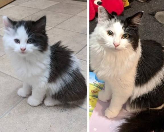 原创布偶猫成年后颜值大变,不禁让人怀疑它们的人生:我到底有什么?