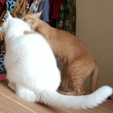 橘猫向白猫示爱,白猫怎么也不愿意,橘猫竟