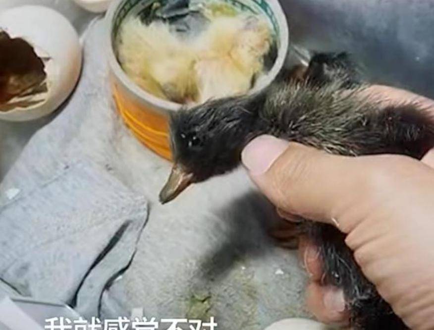 原创河北:小伙网购孔雀蛋,结果孵出来4只鸭子,网友:没错,孔雀鸭