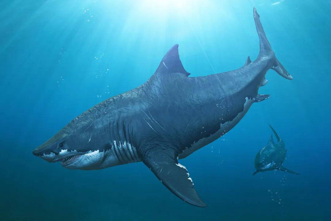 鲨鱼保护日 | 顽强的鲨鱼家族,逝去的海洋霸主,悲情的